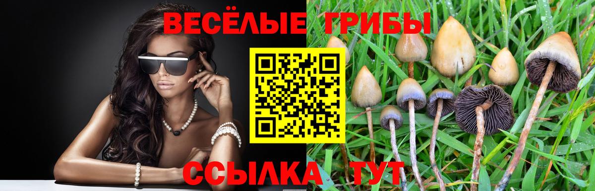 Галлюциногенные грибы Psilocybine cubensis Нижнеудинск